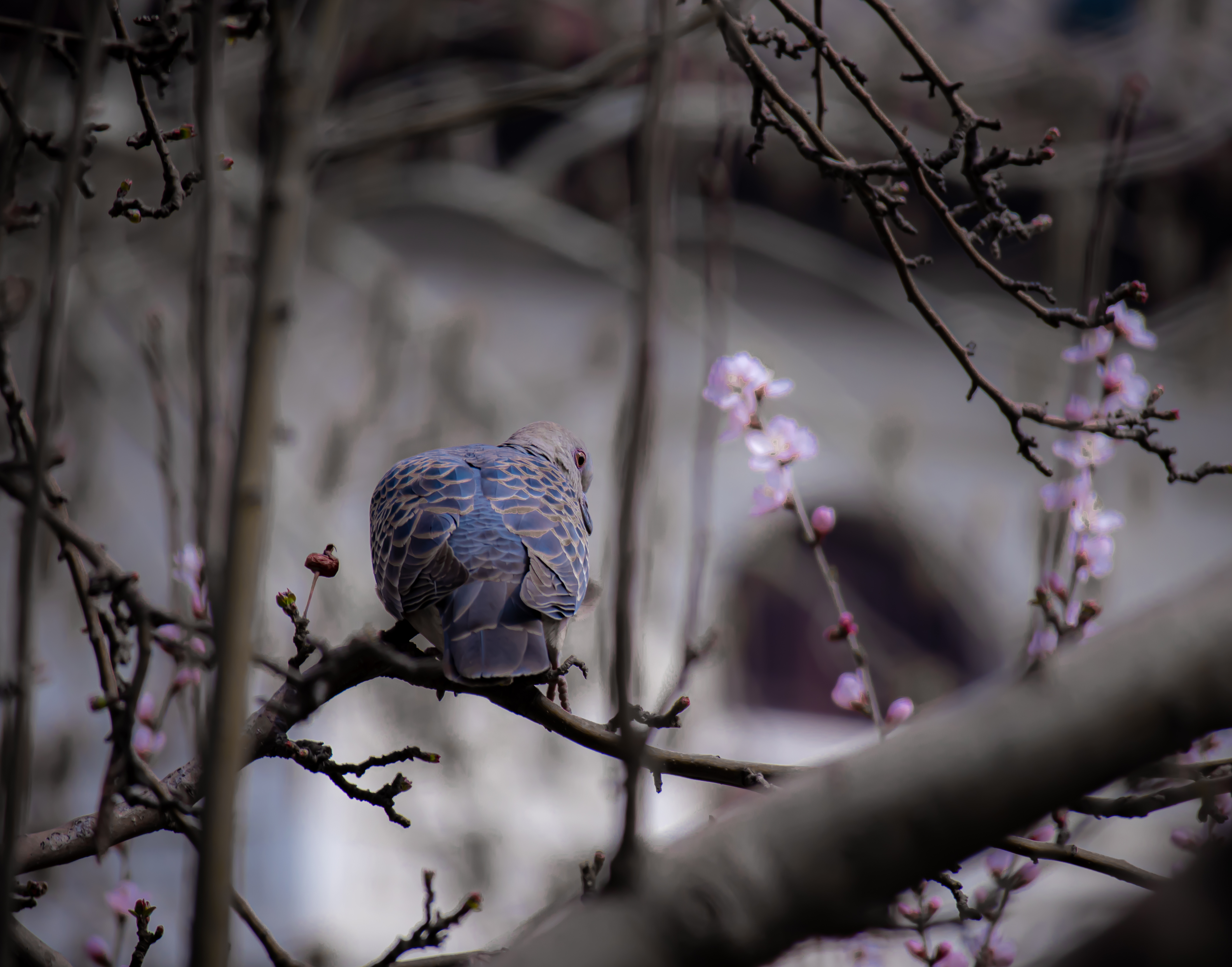 【2021-3-25】M200春景随拍Part1 图 10