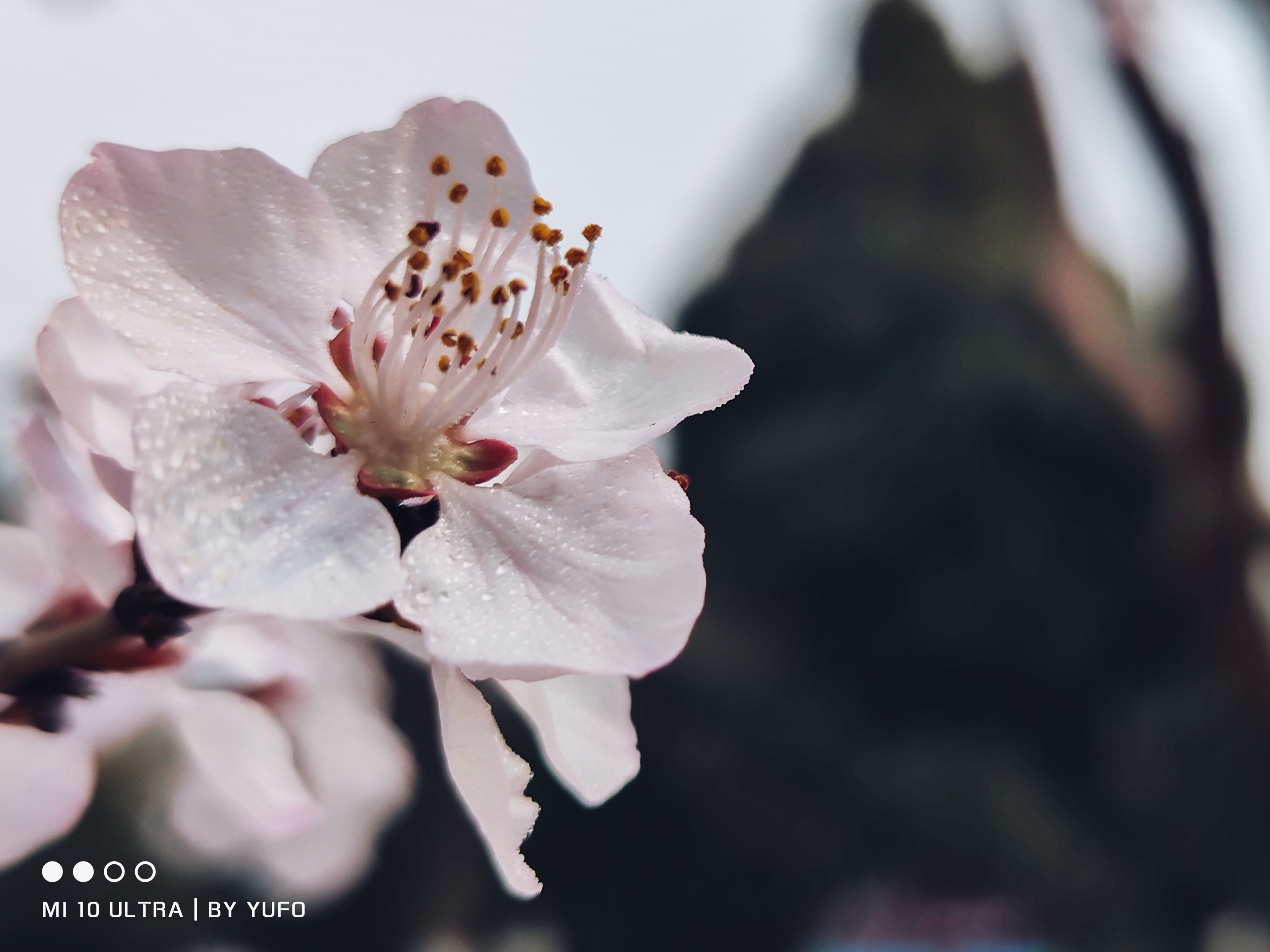 【2021-3-8】春景随拍Part2 图 4